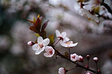 《主播女孩重度依赖》将被改编为漫画 3月21日开始连载